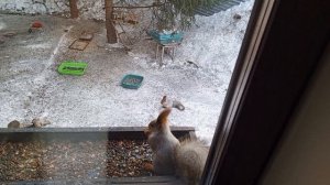 белки в мороз даже яблоки едят