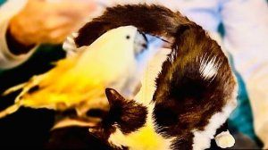 К доктору Василию все хотят быть поближе, котенок Сажик ПЛЕВАЛ на грозного Жору и ластится к доктору