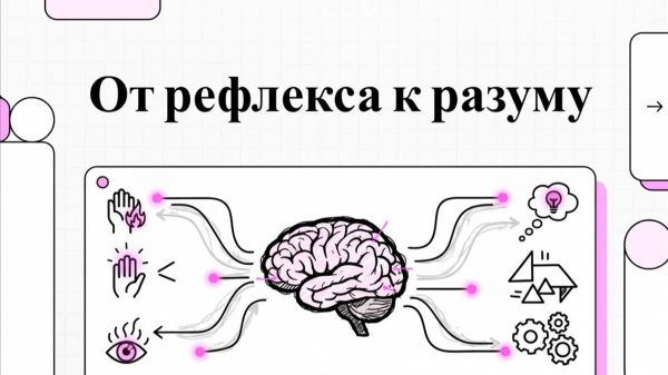 14. Рефлексы внимания