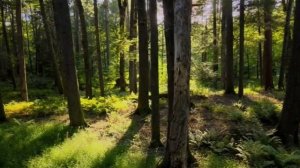 Возврат утерянной любви к отцу