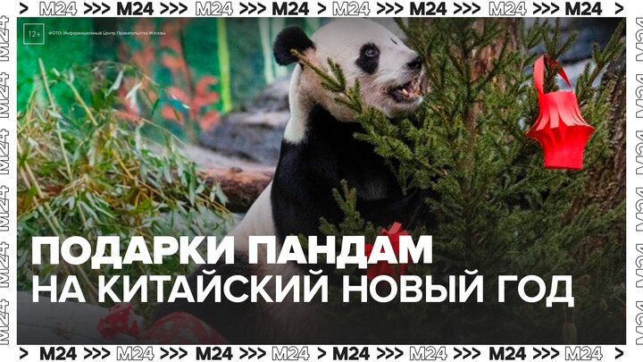 Панды в Московском зоопарке получили подарки в честь китайского Нового года смотреть онлайн