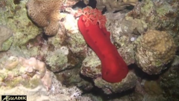 Египет, Красное море. Подводное фото-видео сафари ночью. 2010г. Egypt 2010 Night