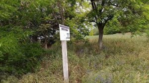 Стать березою иль сосной. Песня для души