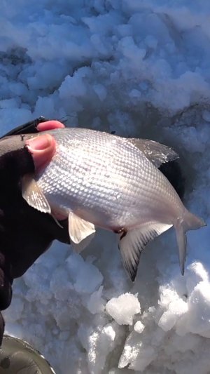 СОЛИТЁРНЫЙ ЧТО ЛИ?