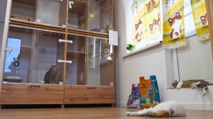 Зоогостиницы для домашних животных набирают популярность в Алматы