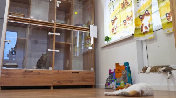 Зоогостиницы для домашних животных набирают популярность в Алматы