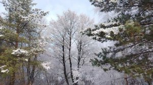 Ворон Гриша 23 ноября, все на прогулку