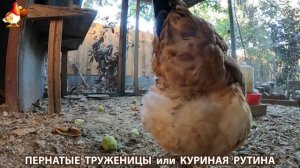 Куриная рутина – что делают куры на выгуле 😂 эпизод (135)