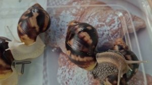 Витамины для ракушки, мои блЕстящие улиточки