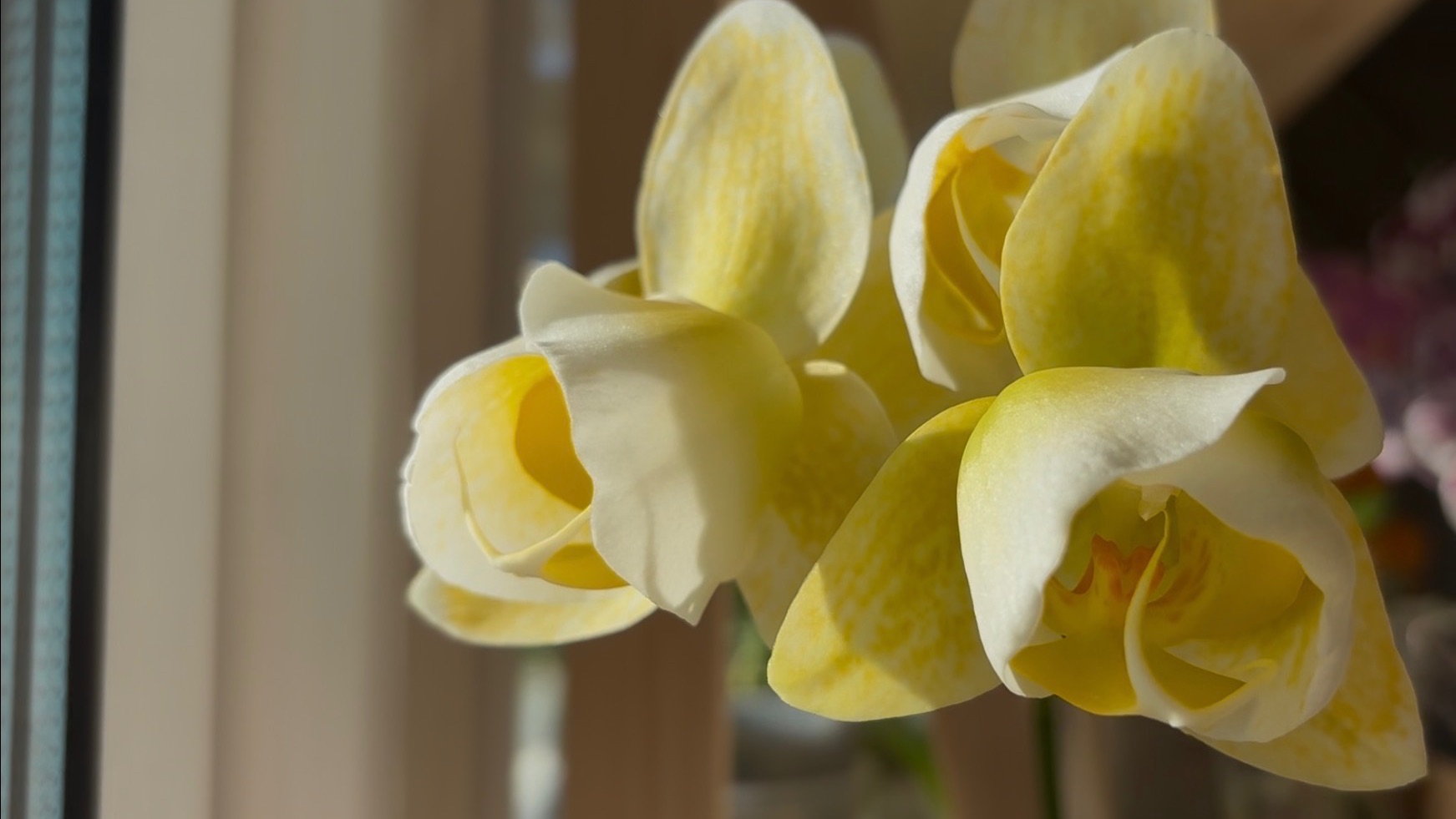 Орхидеи 🌺 Нахомячила 😄Фаленопсис Golden lace 💛😍 смотреть онлайн