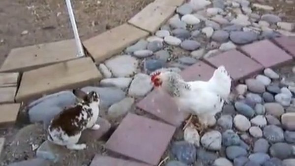 28f34ae0a5ee4bb59dcebd2b210080ec_399826_1740132922.mp4