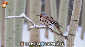 Птицы зимой в лесу 🐦_⬛🦉 🦤 видео для отдыха душой 🦅🌲(14)