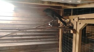 Ворон Гриша 19 января, с праздником