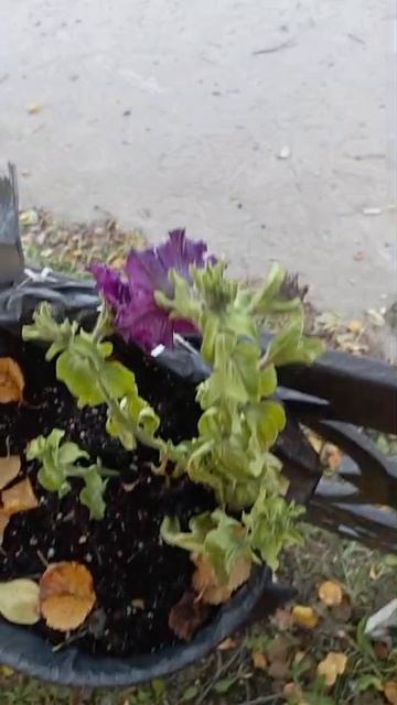 петуньи всем ветрам на зло) 2025, Заполярье