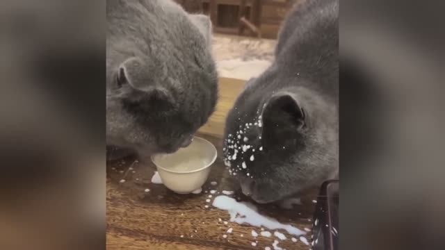 Уморительные моменты из жизни кошек и собак на видео 2025г