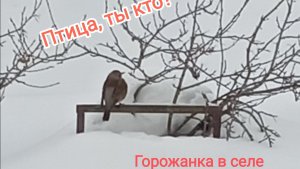Птица, ты кто?
