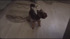 Бежим с Баксом на стрижку_Жарю стейки_Готовлю винегрет