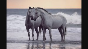 Знакомство с творчеством Wiebke Haas