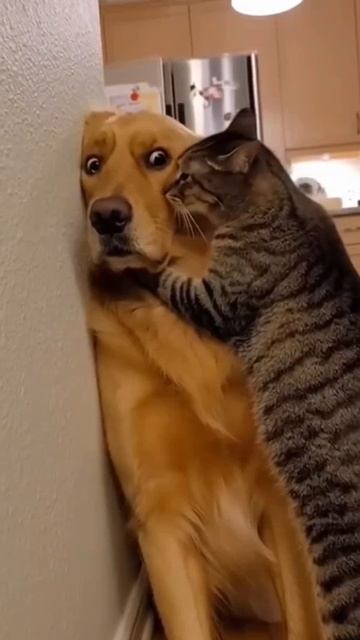 признавайся, где шлялся? 🤔🙂