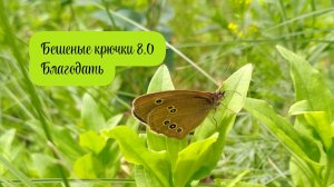 Бешеные крючки 8.0.🧶💚 Благодать✨ Песик и хрюшка🧶🐖🐕