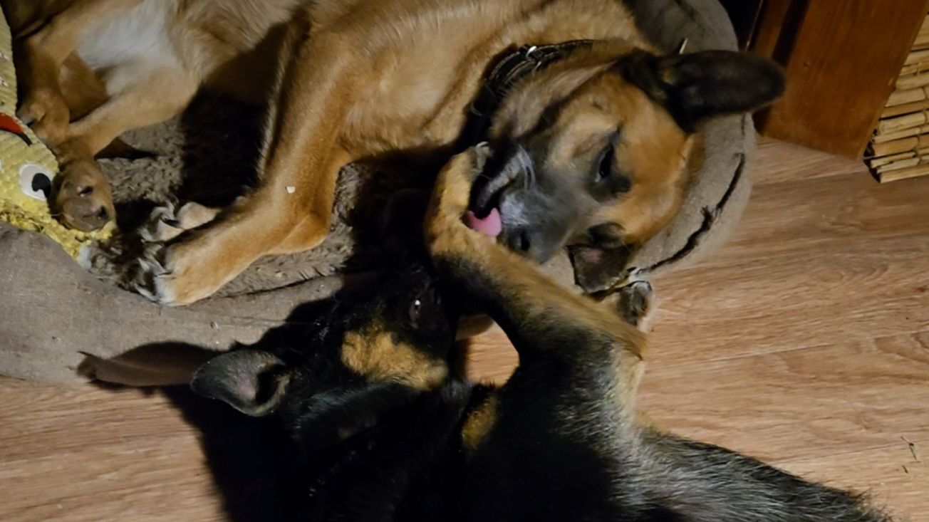 Вечер перед снегопадом, белая пелена и сюрпризы от осины смотреть онлайн