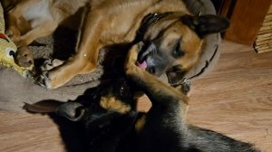 Вечер перед снегопадом, белая пелена и сюрпризы от осины