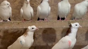 Голуби Александра Кашира москва. большая коллекция разных пород голубей. телефон+7 916 696-11-54