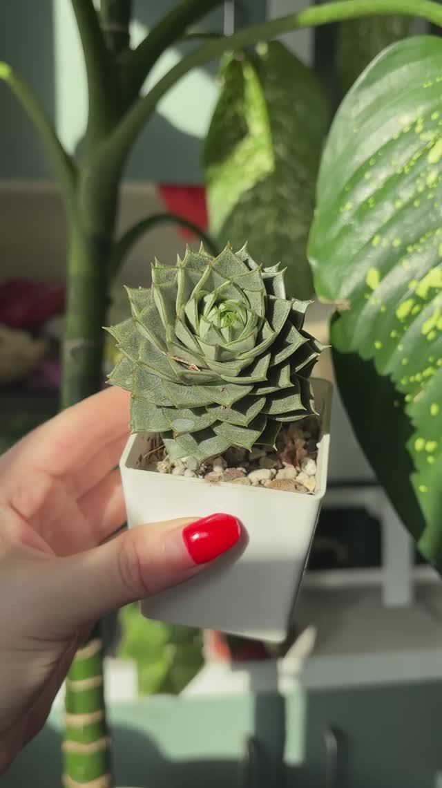 Эхеверия Грин Гилва | Echeveria GREEN GILVA - как выглядит растение (обзор сорта)