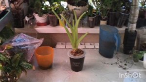 SOS. Нужен ваш совет. Алоказия Регал Шилдс