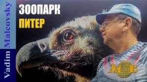 Зоопарк г. Санкт-Петербург. Мальковский Вадим
