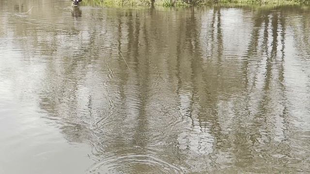 проводка бороздящей мушки смотреть онлайн