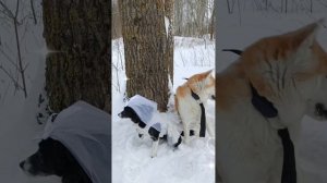 зоошарм ❤️🔥❤️🔥❤️🔥питомник Кун прайд 🐈⬛🐾🐕