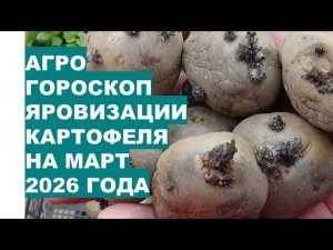 Март 2026: Когда Начать Яровизацию Картофеля Перед Посадкой?!