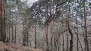 Ложь в нашей жизни и на работе по найму в организации