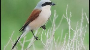 Звук природы. Птицы. Пение птицы Певчий сорокопут в лесу