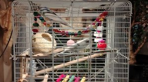 Крикушки, короткое видео