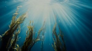 Море вскипая шумело