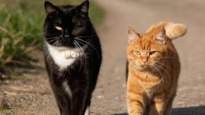 Два кота .mp4