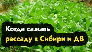 Когда сажать рассаду  в Сибири и на Дальнем востоке - когда посадить рассаду