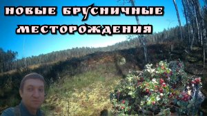 Сбор брусники на вырубках за п. Светлый 12 и 15.09.25 (часть2)