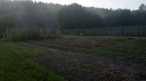 ПРОГУЛКА ПО УЧАСТКУ. НАШ ДОМ В ДЕРЕВНЕ.