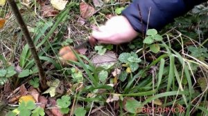 Собираем Мухоморы в лесу.