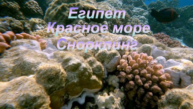 Риф отеля Concorde - Марса Алам (Египет), сентябрь 2025г. Снорклинг. Релакс видео. смотреть онлайн