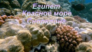 Риф отеля Concorde - Марса Алам (Египет), сентябрь 2025г. Снорклинг. Релакс видео.