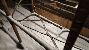 Ворон Гриша 26 декабря, с праздником