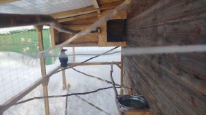 Ворон Гриша 20 февраля, с праздником