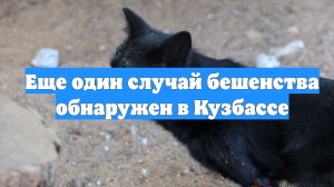 Еще один случай бешенства обнаружен в Кузбассе