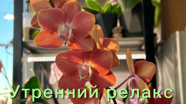 Полив ОРХИДЕЙ/ Укоренение ХОЙИ/ Новые роспуски