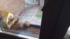 белки бегают