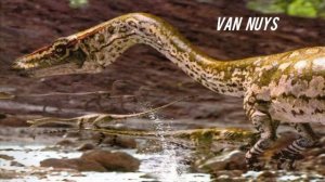 Sixx A.M. - Van Nuys